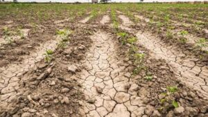 Scopri di più sull'articolo Cinque milioni dalla Regione Siciliana per sostenere l’agricoltura in crisi idrica