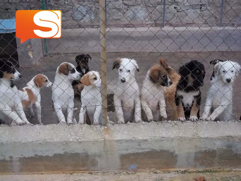 Al momento stai visualizzando Truffa da 250 euro: due imputati per cucciolo venduto ma mai consegnato