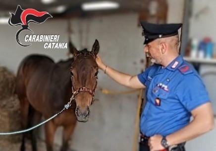 Al momento stai visualizzando Scoperta un’officina abusiva: sequestrato un cavallo privo di microchip