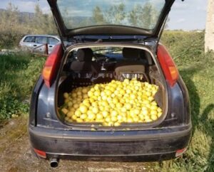 Scopri di più sull'articolo Denunciato per eccesso di legittima difesa dopo aver sparato ai ladri di limoni