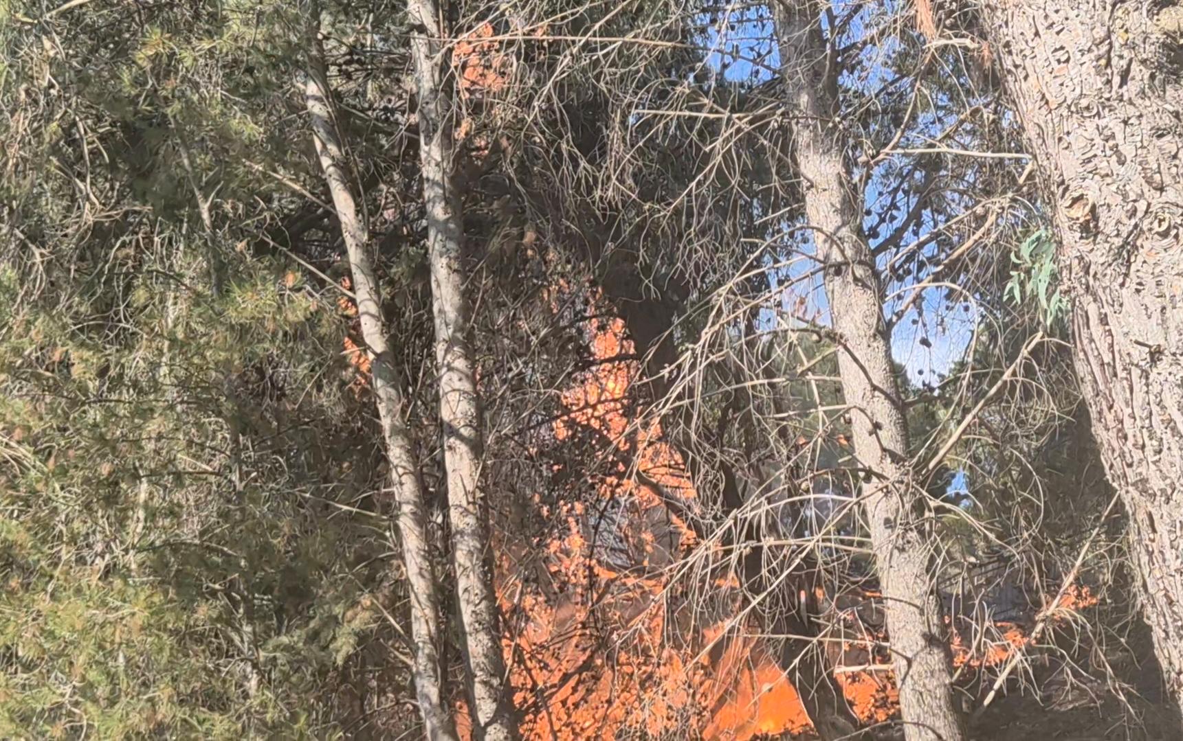 Al momento stai visualizzando Incendio davanti alla villa di Comitini: il sindaco ringrazia i soccorritori