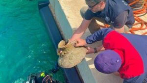 Scopri di più sull'articolo Nuovi tesori archeologici emergono dal mare di Lampedusa grazie ai carabinieri