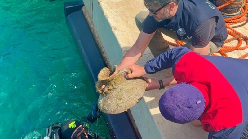 Al momento stai visualizzando Nuovi tesori archeologici emergono dal mare di Lampedusa grazie ai carabinieri