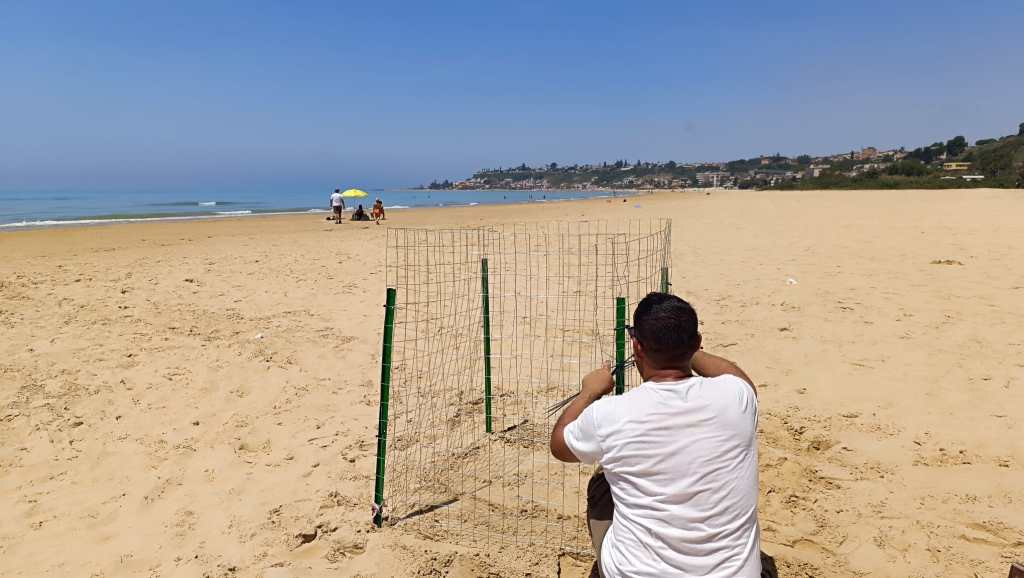 Al momento stai visualizzando Due nidi di tartarughe caretta caretta scoperti sulle spiagge agrigentine