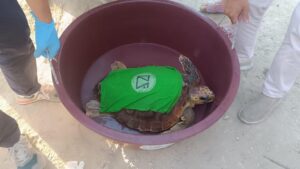 Scopri di più sull'articolo Tartaruga caretta caretta torna libera nel mare di Porto Empedocle dopo le cure