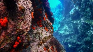 Scopri di più sull'articolo Ustica, il sindaco Militello propone un concorso di fotografia subacquea