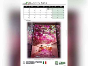 Scopri di più sull'articolo Menfi celebra la Bougainvillea monumentale nel Calendario 2026 del Ministero