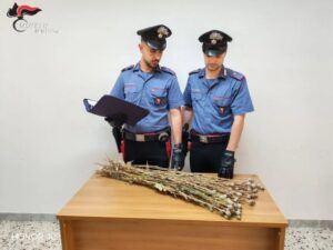 Scopri di più sull'articolo Coltivazione di papavero da oppio a Niscemi: denunciati due responsabili