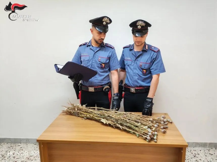 Al momento stai visualizzando Coltivazione di papavero da oppio a Niscemi: denunciati due responsabili