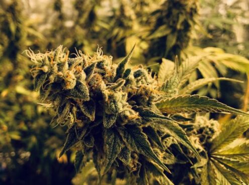 Al momento stai visualizzando Giovane di 21 anni arrestato con 5 chili di droga in casa