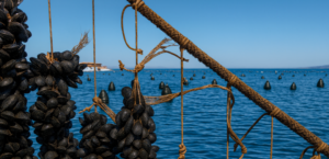Scopri di più sull'articolo Agrigento: GiraRe affronta i cambiamenti climatici nella pesca locale