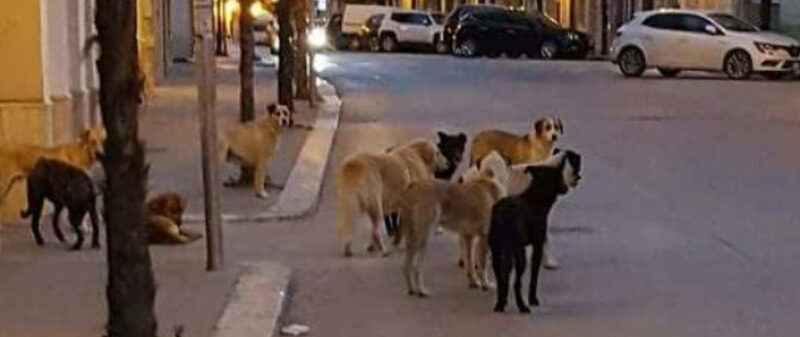 Al momento stai visualizzando Divieto di circolazione per cani in vista della visita del Papa: protesta della senatrice Bevilacqua