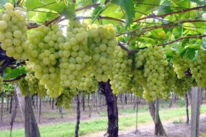 Scopri di più sull'articolo Sette milioni di euro per oltre mille viticoltori: ecco l’elenco della vendemmia verde