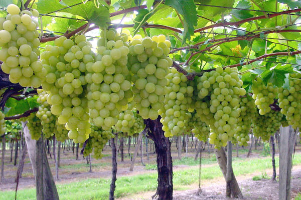 Scopri di più sull'articolo Sette milioni di euro per oltre mille viticoltori: ecco l’elenco della vendemmia verde