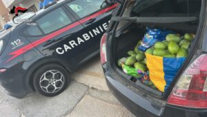 Scopri di più sull'articolo Agrigento – Sorpresi a rubare mango nelle campagne, tre arresti