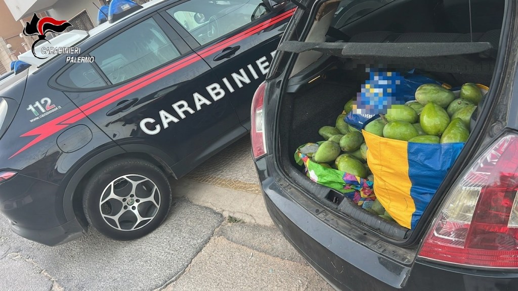 Al momento stai visualizzando Agrigento – Sorpresi a rubare mango nelle campagne, tre arresti