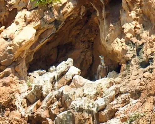 Al momento stai visualizzando Agrigento – Conto alla rovescia per il primo volo del grifone nato nel Parco delle Madonie