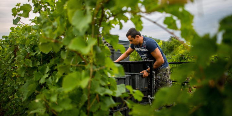 Al momento stai visualizzando Agrigento – Via alla vendemmia a Menfi, Coldiretti: «Sarà un'annata di qualità»