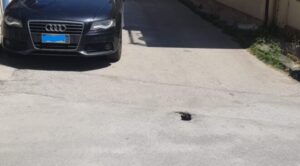 Scopri di più sull'articolo Strade a rischio: buche pericolose mettono in allerta i cittadini