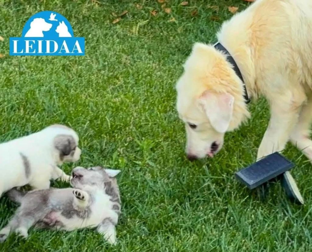Al momento stai visualizzando Agrigento – Salvati dal “terrazzo della morte” di Sciacca: la nuova vita dei cuccioli sopravvissuti
