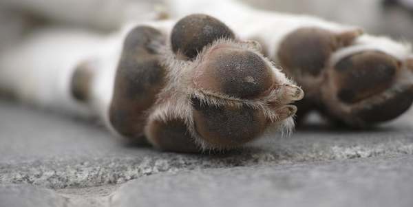 Al momento stai visualizzando Ragusa, donna di 54 anni denunciata per morte di un cane tra le sterpaglie