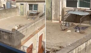 Scopri di più sull'articolo Agrigento – Sciacca, cuccioli morti sul terrazzo: respinta la richiesta di domiciliari per padre e figlio