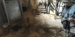 Scopri di più sull'articolo Agrigento – «Niente carcere per chi uccide animali»: il caso dei cuccioli di Sciacca riapre il dibattito sulle pene