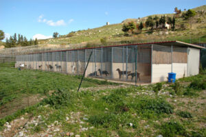 Scopri di più sull'articolo Agrigento – Randagismo, la Regione introduce nuove regole per affidi e adozioni