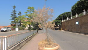 Scopri di più sull'articolo Agrigento – Via Crispi, gli ulivi seccano sotto il balcone da cui ammiriamo i Templi