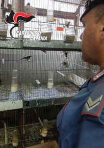 Scopri di più sull'articolo Agrigento – Deteneva in garage cardellini e tartarughe protette, denunciato 30enne
