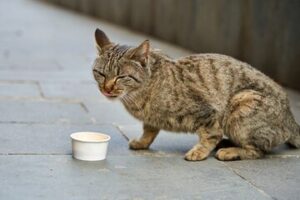 Scopri di più sull'articolo Emergenza caldo: l’assessore Sinagra propone ciotole per gli animali vaganti