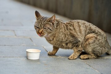Al momento stai visualizzando Emergenza caldo: l’assessore Sinagra propone ciotole per gli animali vaganti