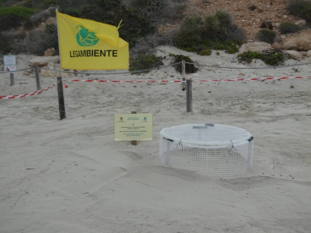 Al momento stai visualizzando Nono nido di tartaruga caretta caretta scoperto a Lampedusa