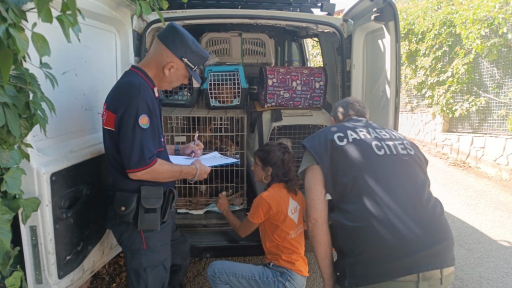 Al momento stai visualizzando Cento cani salvati da condizioni disastrose, due persone denunciate