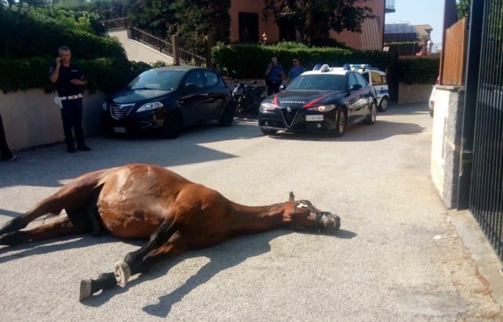 Al momento stai visualizzando Agrigento – Cavallo rinvenuto morto per strada: al via accertamenti