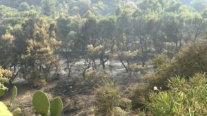 Scopri di più sull'articolo Agrigento – Parco Icori, la realtà delle immagini smentisce l’ottimismo del Sindaco: Il bosco porta le cicatrici del fuoco