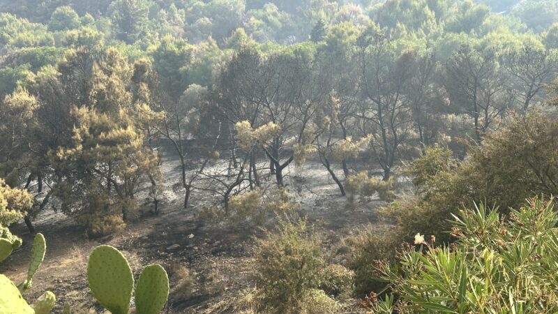 Al momento stai visualizzando Agrigento – Parco Icori, la realtà delle immagini smentisce l’ottimismo del Sindaco: Il bosco porta le cicatrici del fuoco