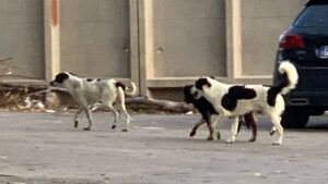 Scopri di più sull'articolo Sabato visita del Papa: a Lampedusa divieto di cani fino all’evento