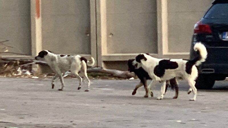 Al momento stai visualizzando Sabato visita del Papa: a Lampedusa divieto di cani fino all’evento