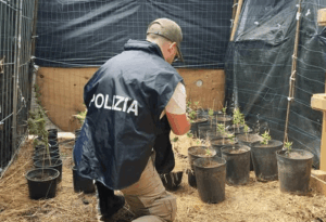 Scopri di più sull'articolo Agrigento – Piantagione di marijuana in casa: denunciato 54enne