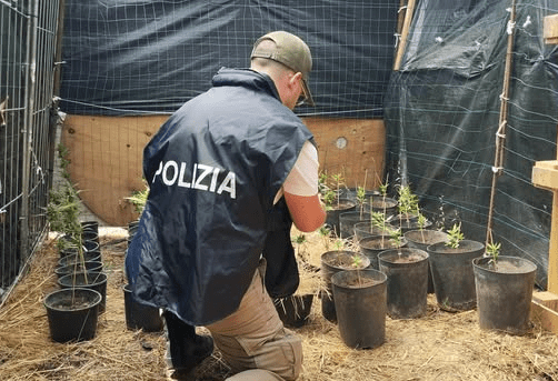 Al momento stai visualizzando Agrigento – Piantagione di marijuana in casa: denunciato 54enne