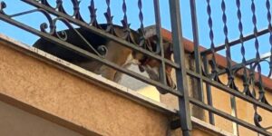 Scopri di più sull'articolo Agrigento – Sciacca, lascia dei cuccioli di cane in balcone e ne muoiono 4 per il caldo: denunciato