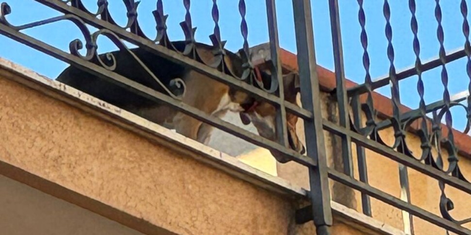Al momento stai visualizzando Agrigento – Sciacca, lascia dei cuccioli di cane in balcone e ne muoiono 4 per il caldo: denunciato