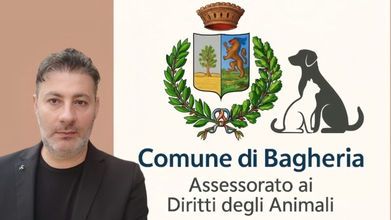 Al momento stai visualizzando Randagismo, l’assessore Tripoli chiede un cambio di rotta deciso per gli animali