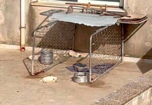 Scopri di più sull'articolo Agrigento – Sciacca, nove cani su un terrazzo sotto il sole: quattro sono morti; denunciato proprietario