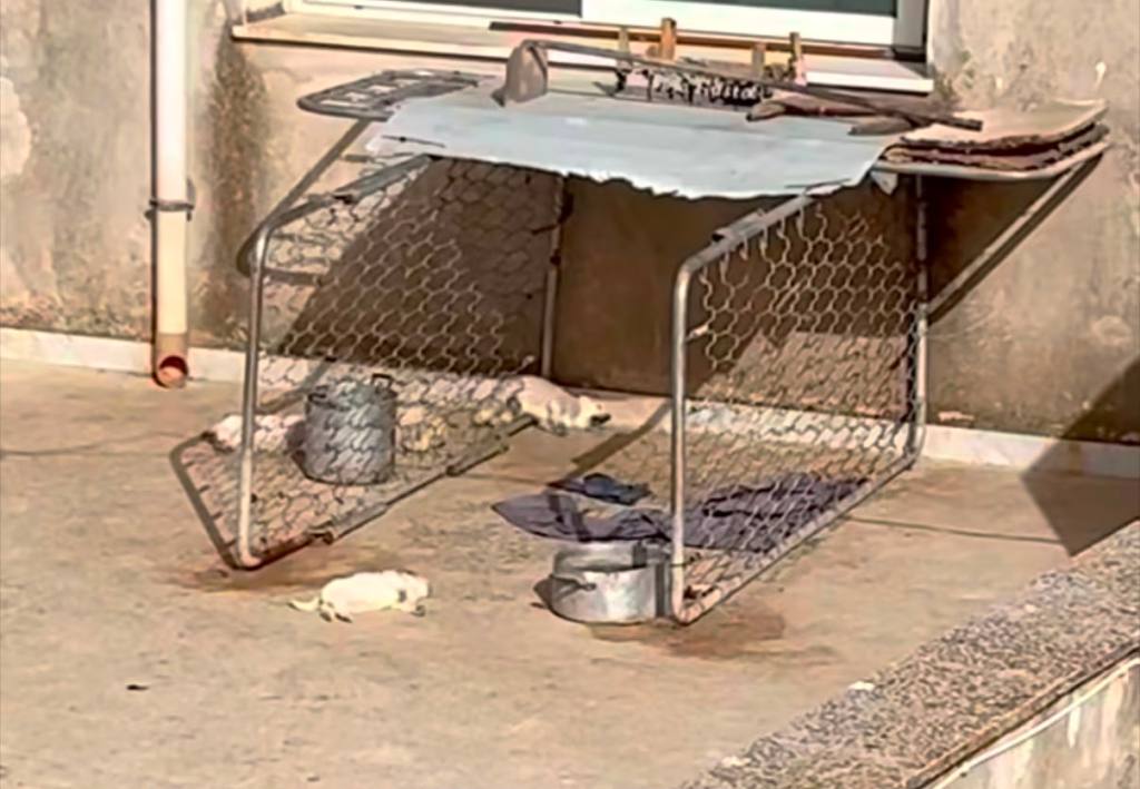 Al momento stai visualizzando Agrigento – Sciacca, nove cani su un terrazzo sotto il sole: quattro sono morti; denunciato proprietario