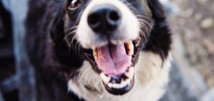 Scopri di più sull'articolo Agrigento – Sciacca, quattro cani trovati incatenati e senza microchip: pesante sanzione per il proprietario