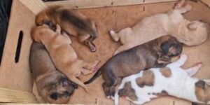 Scopri di più sull'articolo Agrigento – Sciacca, i carabinieri salvano dei cuccioli e li affidano a una volontaria