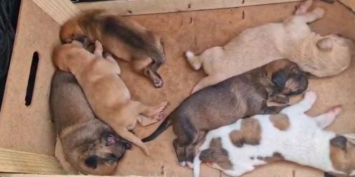 Al momento stai visualizzando Agrigento – Cuccioli morti per il caldo a Sciacca, pm chiede domiciliari per indagato