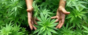 Scopri di più sull'articolo Cannabis terapeutica: il Comitato “Esistono i diritti” chiede il rimborso